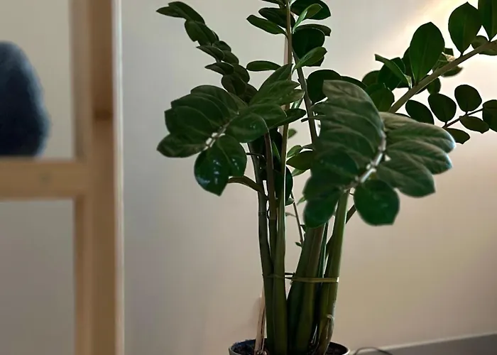 Ocean Urban Паланга